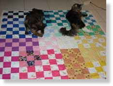 Baby_Play_Quilt_Cats